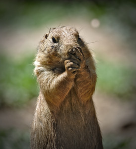 prairiedogsurprised.jpg