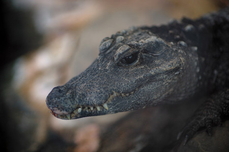 pygmycroc.jpg