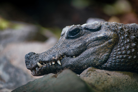 pygmycroc02.jpg