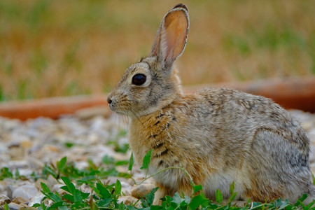 rabbit.jpg