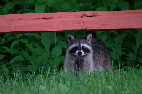 raccoon.jpg