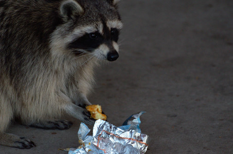 raccoonarbys.jpg
