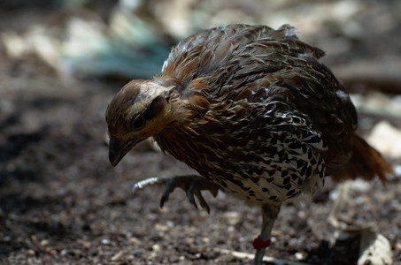 raptorbird.jpg