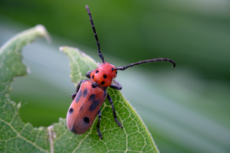 redandblackspottedbeetle.jpg