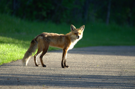 redfox.jpg