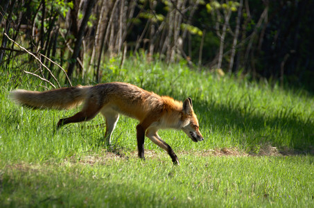 redfox02.jpg