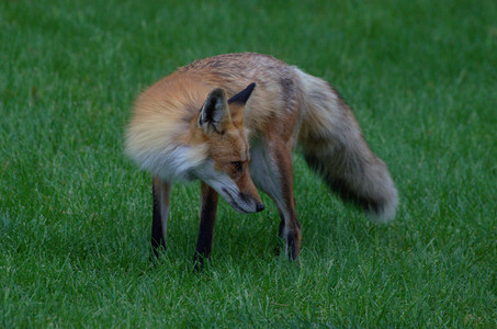 redfox03.jpg