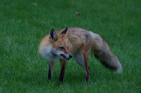 redfox04.jpg