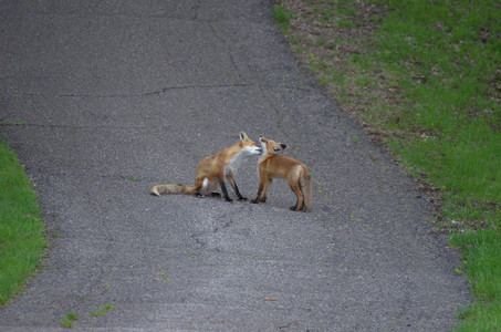redfoxes.jpg