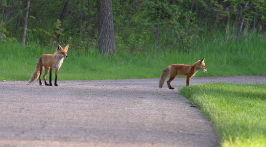 redfoxes02.jpg