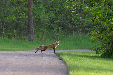 redfoxes03.jpg