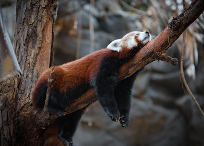 redpanda.jpg