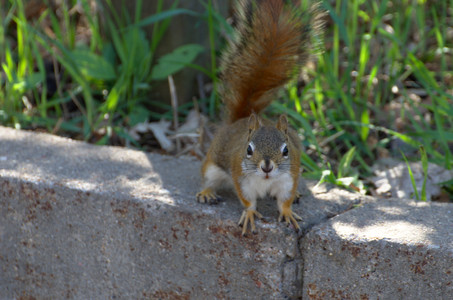 redsquirrel.jpg