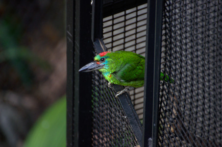 redthroatedbarbet.jpg