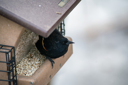 redwingedblackbird.jpg