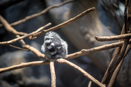 ringtail.jpg