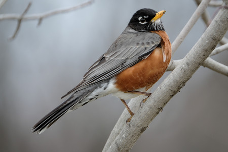 robin02.jpg