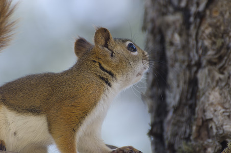 rockymountainsquirrel.jpg