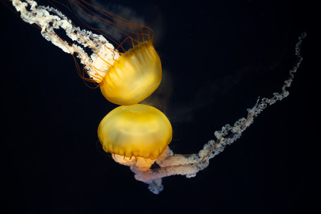 sea nettles.jpg