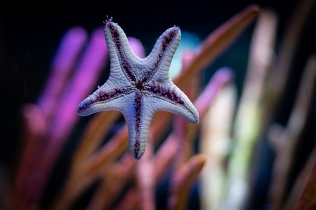 sea star.jpg