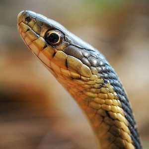 smugsnake.jpg