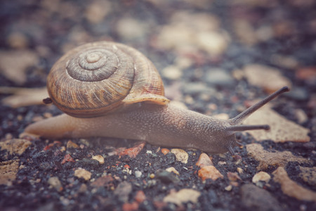 snail.jpg