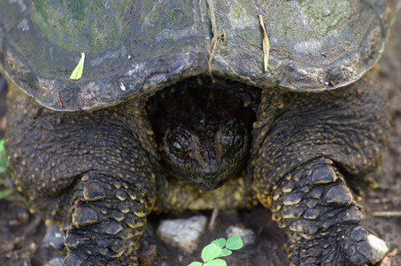 snappingturtle.jpg
