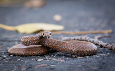 snek.jpg
