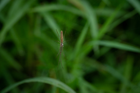 spider-voigtlander.jpg