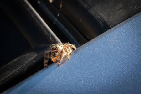 spiderbro.jpg