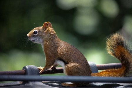 tettegouchesquirrel.jpg