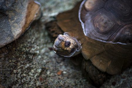 tortoise.jpg