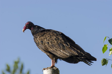 turkeyvulture.jpg