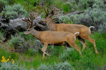 twodeer.jpg