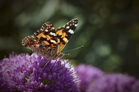 vanessa-virginiensis.jpg
