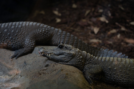westafricandwarfcroc.jpg