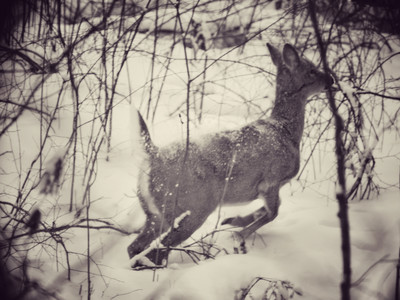 whitetaildeer-running.jpg