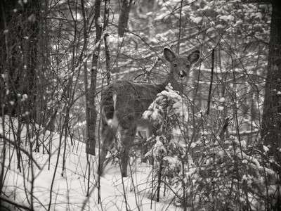 whitetaildeer.jpg