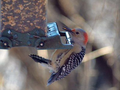 woodpecker.jpg